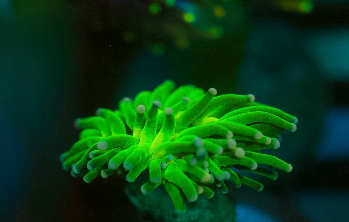 Antorcha verde indonesia