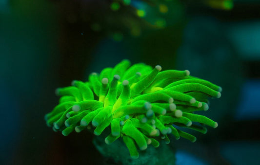 Indo Green Torch