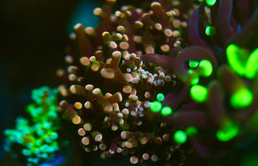 Purple Frogspawn