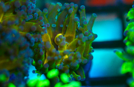 Gold Center Purple Frogspawn