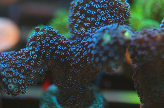 Purple Digitata