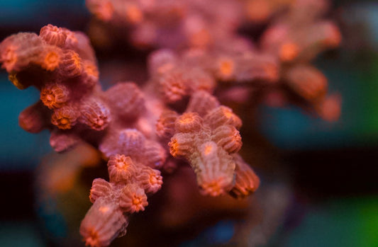 Branching Pink Cyphastrea